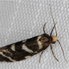 Lepidoscia confluens at Melba, ACT - 5 Feb 2025 11:38 PM