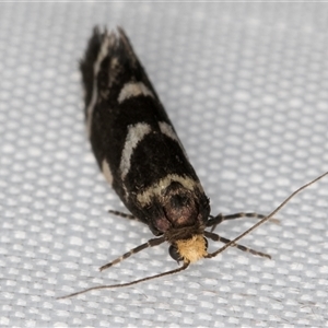 Lepidoscia confluens at Melba, ACT - 5 Feb 2025 11:38 PM