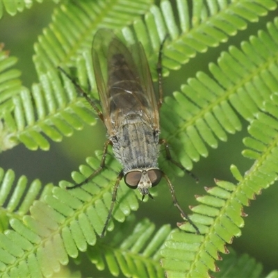 Anabarhynchus sp. (genus) (Stiletto Fly (Sub-family Therevinae)) at Denman Prospect, ACT - 15 Feb 2025 by Harrisi