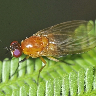 Sapromyza sp. (genus) (A lauxaniid fly) at Denman Prospect, ACT - 15 Feb 2025 by Harrisi