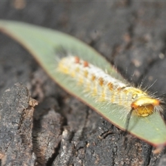 Acyphas (genus) at Denman Prospect, ACT - Yesterday by Harrisi