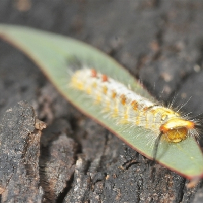 Acyphas (genus) (Lymantriinae, Erebidae) at Denman Prospect, ACT - 15 Feb 2025 by Harrisi