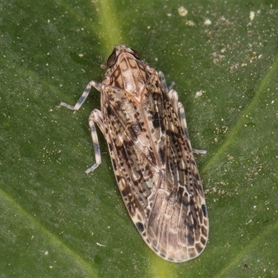 Achilidae (family) (Achilid planthopper) at Melba, ACT - 5 Feb 2025 by kasiaaus