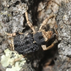 Aades cultratus (Weevil) at Denman Prospect, ACT - 15 Feb 2025 by Harrisi