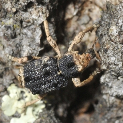 Aades cultratus (Weevil) at Denman Prospect, ACT - 15 Feb 2025 by Harrisi