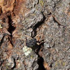 Aades cultratus at Denman Prospect, ACT - 15 Feb 2025 04:22 PM