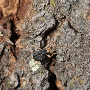 Aades cultratus at Denman Prospect, ACT - 15 Feb 2025 04:22 PM