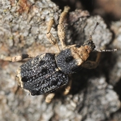 Aades cultratus at Denman Prospect, ACT - 15 Feb 2025 04:22 PM