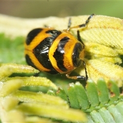 Aporocera (Aporocera) speciosa (Leaf Beetle) at Denman Prospect, ACT - 15 Feb 2025 by Harrisi