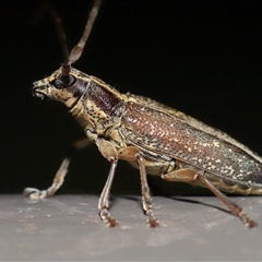 Temnosternus planiusculus (Longhorn beetle) at Acton, ACT - 15 Feb 2025 by TimL