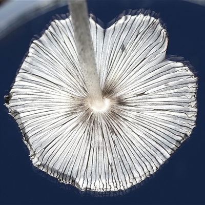 Unidentified Cap on a stem; gills below cap [mushrooms or mushroom-like] at Throsby, ACT - Yesterday by TimL