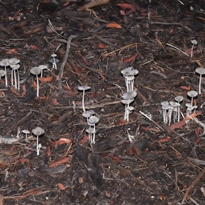 Coprinellus etc. at Throsby, ACT - 15 Feb 2025 09:38 AM