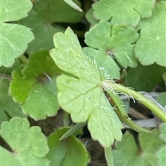 Hydrocotyle sibthorpioides (A Pennywort) at Rendezvous Creek, ACT - 15 Feb 2025 by JaneR