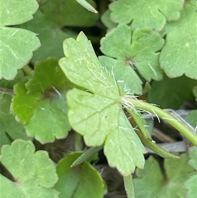 Hydrocotyle sibthorpioides (A Pennywort) at Rendezvous Creek, ACT - 15 Feb 2025 by JaneR