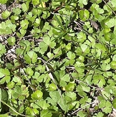 Hydrocotyle sibthorpioides at Rendezvous Creek, ACT - 15 Feb 2025 01:05 PM