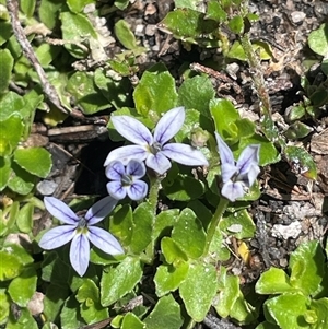 Lobelia pedunculata at Rendezvous Creek, ACT - 15 Feb 2025 01:31 PM