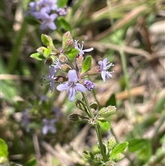 Mentha diemenica (Wild Mint, Slender Mint) at Rendezvous Creek, ACT - 15 Feb 2025 by JaneR