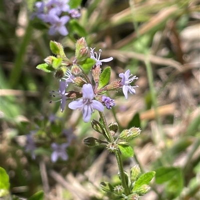 Mentha diemenica (Wild Mint, Slender Mint) at Rendezvous Creek, ACT - 15 Feb 2025 by JaneR