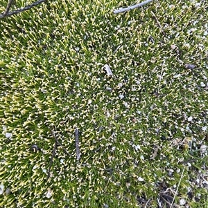 Scleranthus biflorus (Twin-flower Knawel) at Rendezvous Creek, ACT - Yesterday by JaneR