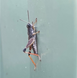 Unidentified Grasshopper, Cricket or Katydid (Orthoptera) at Kambah, ACT - Yesterday by LineMarie