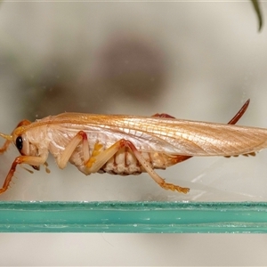 Gryllacrididae (family) at Jerrabomberra, NSW - suppressed