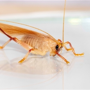 Gryllacrididae (family) at Jerrabomberra, NSW - suppressed