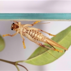 Gryllacrididae (family) at Jerrabomberra, NSW - suppressed