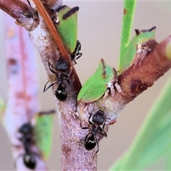 Sextius virescens at Albury, NSW - 15 Feb 2025 by KylieWaldon