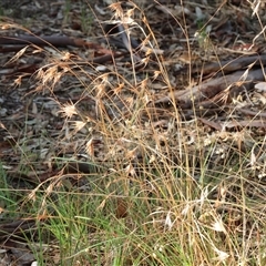 Themeda triandra at Albury, NSW - 15 Feb 2025 by KylieWaldon