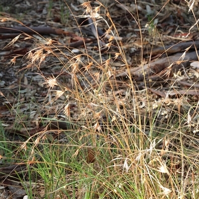 Themeda triandra (Kangaroo Grass) at Albury, NSW - 15 Feb 2025 by KylieWaldon