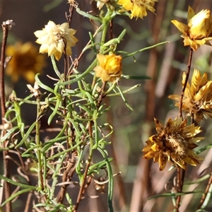 Xerochrysum viscosum at Albury, NSW - 15 Feb 2025 08:19 AM