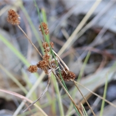 Luzula densiflora at Albury, NSW - 15 Feb 2025 by KylieWaldon