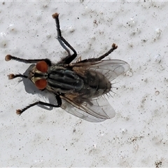 Sarcophaga sp. (genus) at Albury, NSW - 15 Feb 2025 by KylieWaldon