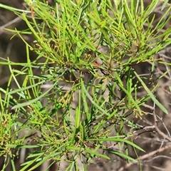 Dodonaea viscosa at Albury, NSW - 15 Feb 2025 by KylieWaldon