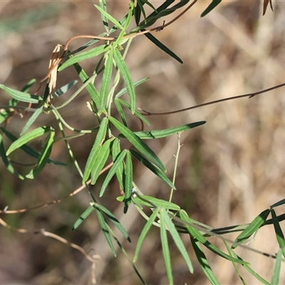 Glycine clandestina (Twining Glycine) at Albury, NSW - 15 Feb 2025 by KylieWaldon