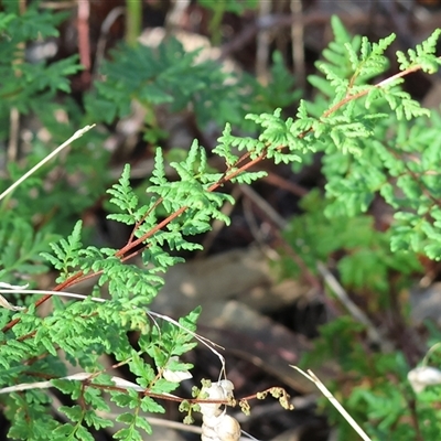 Cheilanthes sieberi subsp. sieberi (Mulga Rock Fern) at Albury, NSW - 15 Feb 2025 by KylieWaldon