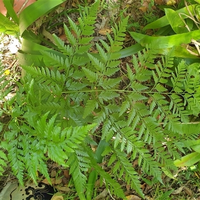 Davallia solida var. pyxidata by MazzV