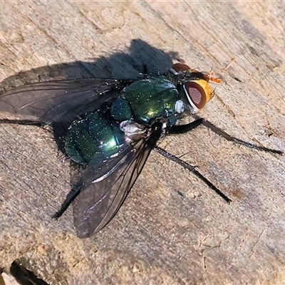 Amenia leonina group (albomaculata-leonina species group) at West Albury, NSW - 15 Feb 2025 by KylieWaldon