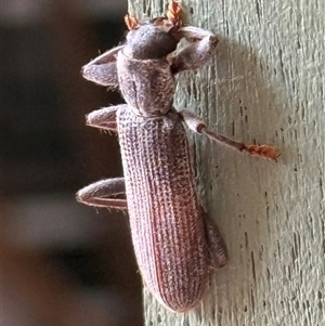 Eunatalis sp. (Genus) at Bungendore, NSW - suppressed