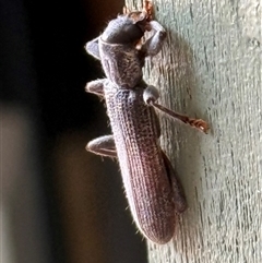 Eunatalis sp. (Genus) at Bungendore, NSW - suppressed