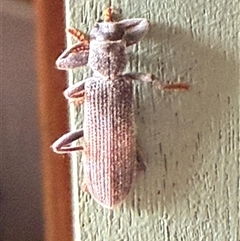 Eunatalis sp. (Genus) at Bungendore, NSW - suppressed