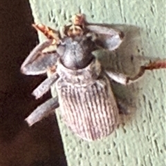 Eunatalis sp. (Genus) at Bungendore, NSW - suppressed