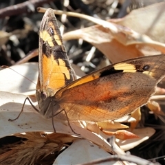 Heteronympha merope (Common Brown Butterfly) at West Albury, NSW - Yesterday by KylieWaldon