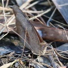 Heteronympha merope at West Albury, NSW - 15 Feb 2025 08:43 AM