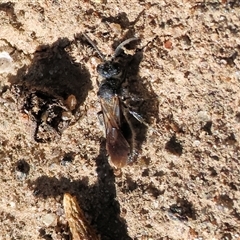 Mutillidae (family) (Unidentified Mutillid wasp or velvet ant) at Albury, NSW - 15 Feb 2025 by KylieWaldon