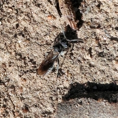 Mutillidae (family) at Albury, NSW - 15 Feb 2025 08:51 AM