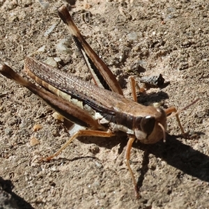 Macrotona securiformis at Albury, NSW - 15 Feb 2025 by KylieWaldon