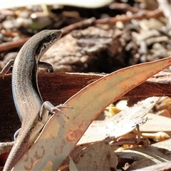 Morethia boulengeri at Albury, NSW - 15 Feb 2025 by KylieWaldon