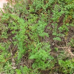 Cheilanthes sieberi subsp. sieberi at Copmanhurst, NSW - suppressed