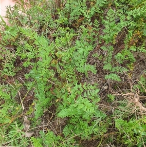 Cheilanthes sieberi subsp. sieberi at Copmanhurst, NSW - suppressed